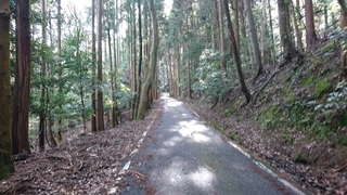 序盤の林道